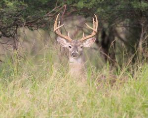 I also saw this 10 point buck. It was resting to no doubt recuperate after fighting other bucks.