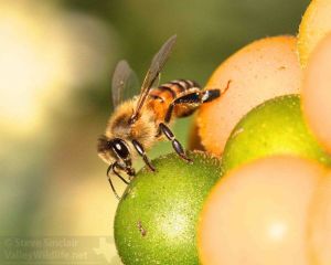 Honeybees were also visiting the Lantana.