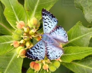 I also had a Blue Metalmark, another rare butterfly.