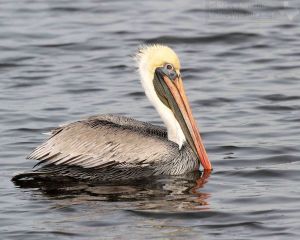 One of the Brown Pelicans from the marina.