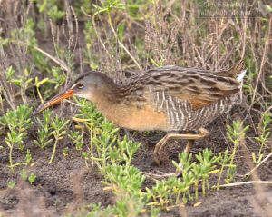 Clapper Rail