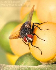 The macro lens also gave me a close look at common flies.