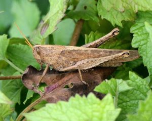 Grasshoppers are also common sights, most of them blending in with vegetation.
