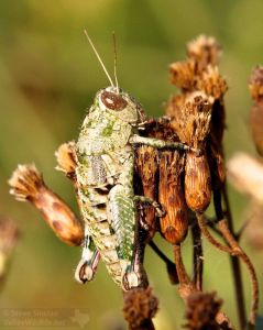 This grasshopper was interesting, especially at clsoe range.
