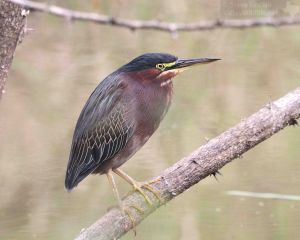 I also had nice looks at a Green Heron.