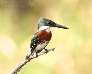 The wait was worth it for this male Green Kingfisher.