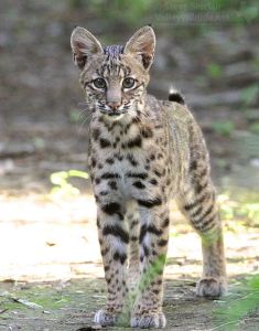 A Juvenile Bobcat!