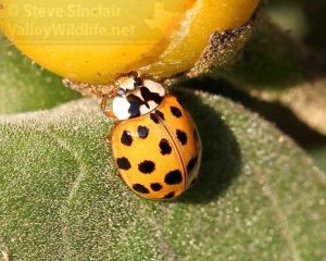 It's always nice to see a ladybug, especially up close.