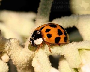A close look at a Ladybug.