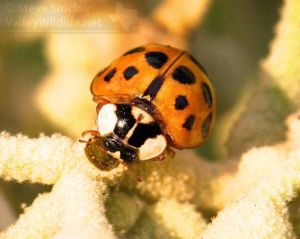 Another look at a Ladybuy foraging for aphids.