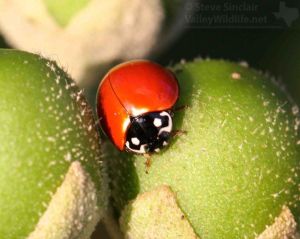 Another pretty Ladybug.