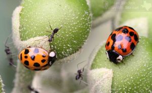 There were lots of Ladybugs in the area.