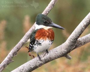 The male Green Kingfisher can be recognized by its red-orange breast band.
