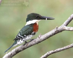 This male Green Kingfisher caught a small fish.