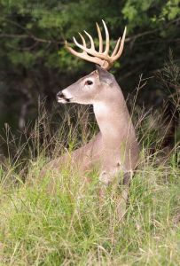 The 10 pointer watching for other bucks.