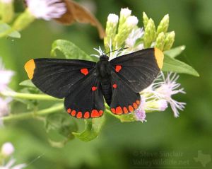 This Red bordered Pixie is another of the many beautiful butterflies in south Texas.