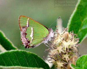 This little beauty is a Silver-Banded Hairstreak