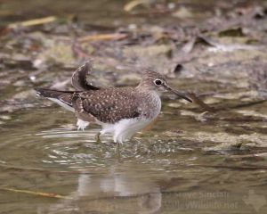Solitary Sandpipers breed across a huge area of the taiga in Canada and Alaska.