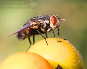 Another close look at a fly.