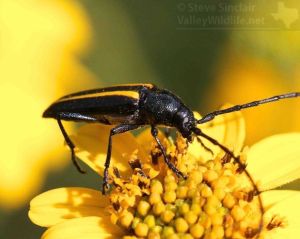 A striking black and yellow beetle visits a flower.