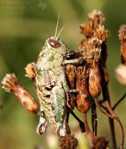 Even common grasshoppers look extraordinary when seen at close range.