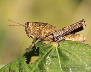 Another close view of a grasshopper.