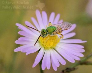 Another look at a Green Sweat Bee.
