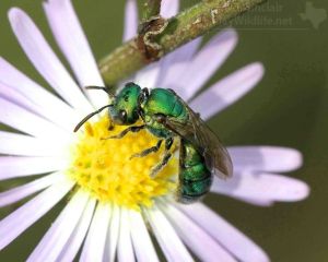This jewl-like creature is a Green Sweat Bee.