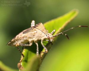 I thought that this pale insect species also showed an interesting pattern.