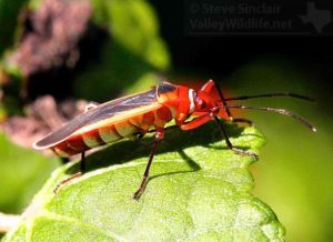 This red insect was sitting on a leaf.