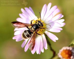 Another wasp or bee species visits a flower.