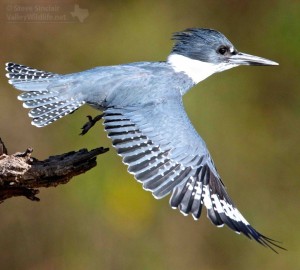 Belted kingfisher.