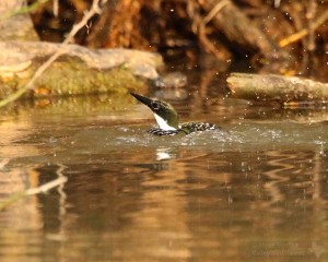 I was pleased to get this Green Kingfisher just after it dove into the water.