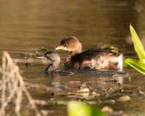 Least and Pied-billed Grebes.